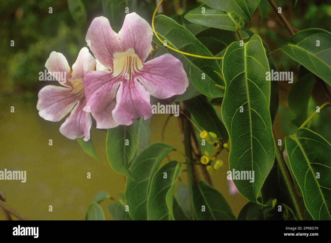 Cydista aequinoctialis (Familie: Bignoniaceae). Tiefland Südamerika, tropischer Regenwald am Ufer des rio Maiguari, Amazonas-Mündung, Para State, Brasilien. Stockfoto