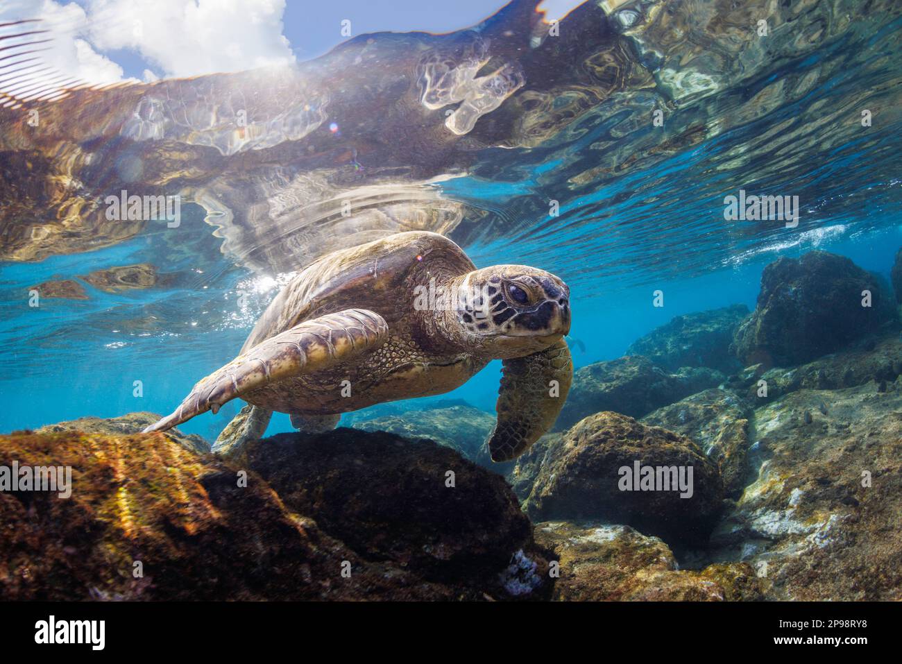 Eine grüne Meeresschildkröte, Chelonia mydas, eine vom Aussterben bedrohte Art, sucht in den flachen Gebieten von West Maui, Hawaii nach Algen zum Essen. Stockfoto