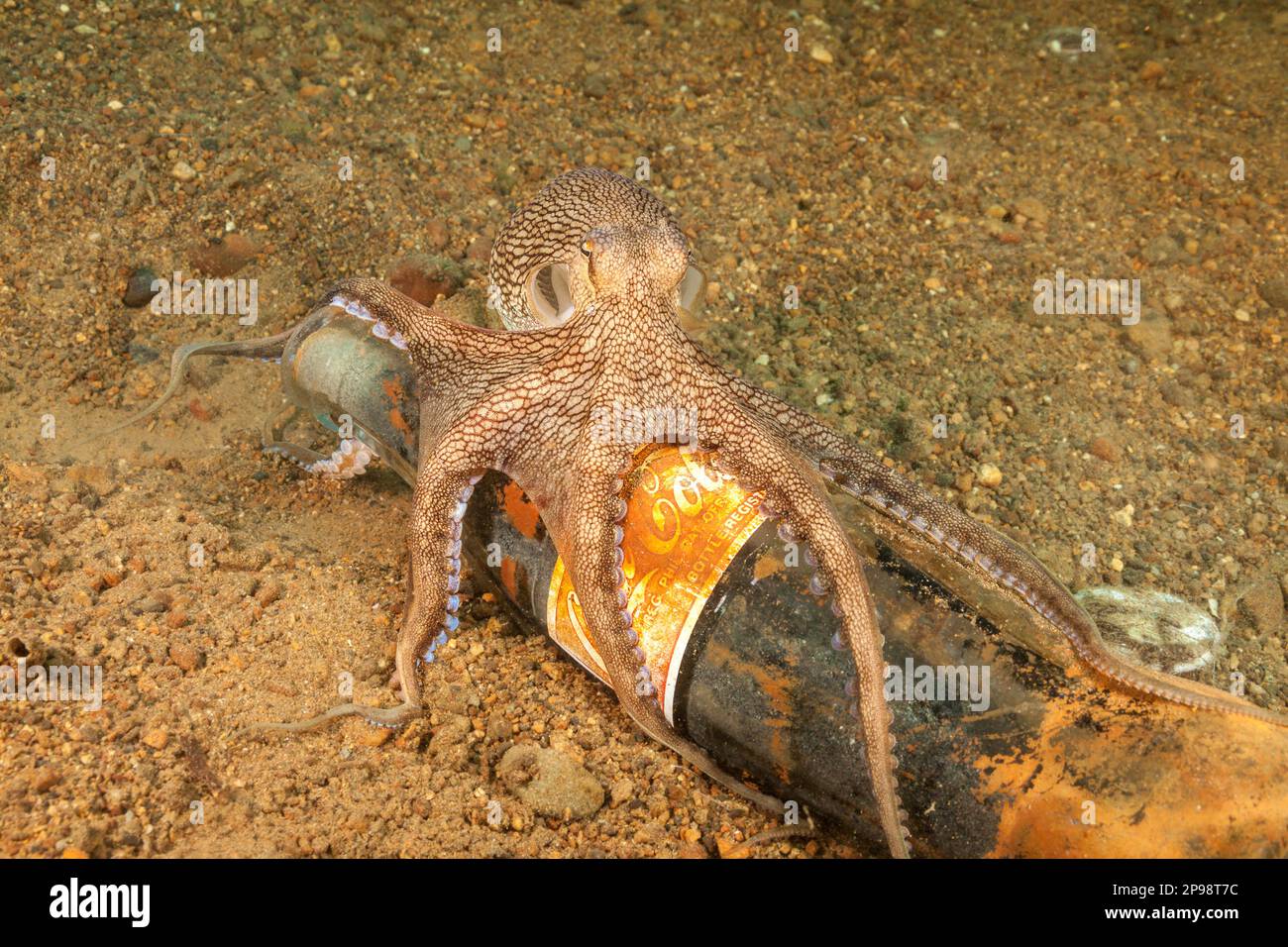 Dieser Krake mit Adern, Octopus marginatus, untersucht eine gebrauchte Flasche für ein Heim, Anilao, Philippinen. Stockfoto