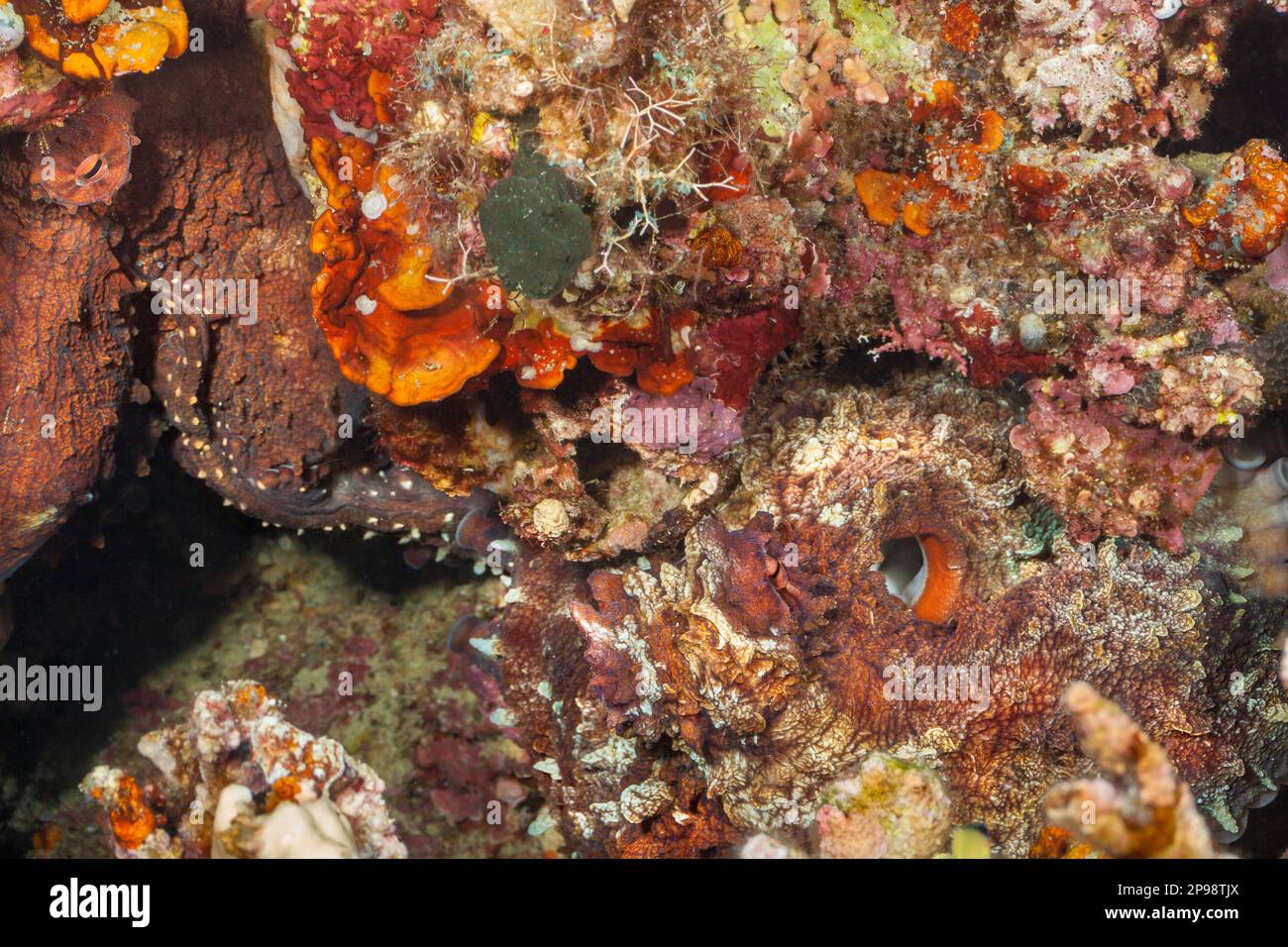 Ein gut getarnter männlicher Tageskotpus, Octopus cyanea, auf der rechten Seite, gibt Sperma an das Weibchen mit einem Spezialarm, Tubbatah Reef, Philippinen, weiter. Stockfoto