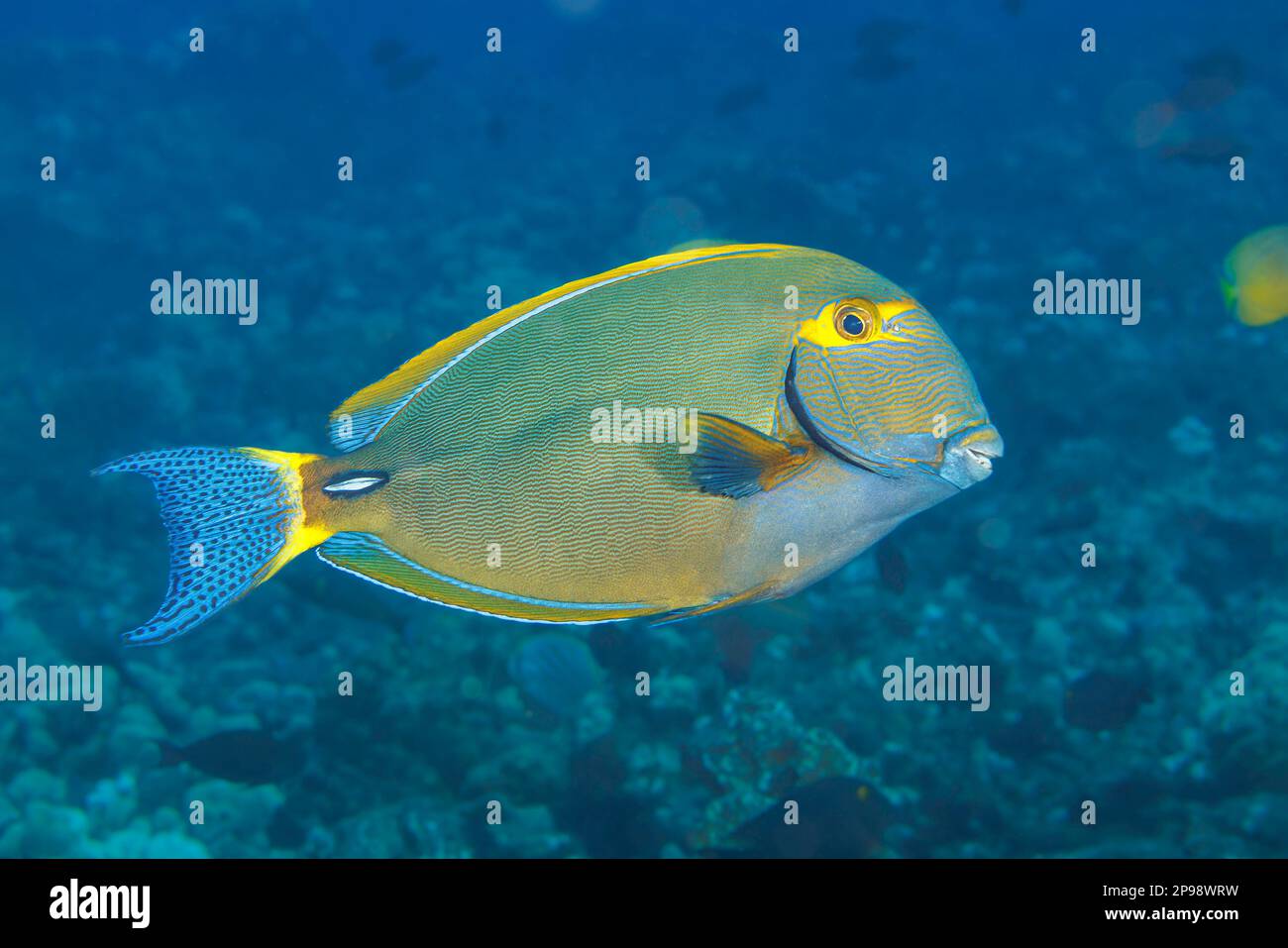 Augenstreifen-Doktorfisch, Acanthurus Dussumieri, Hawaii. Stockfoto