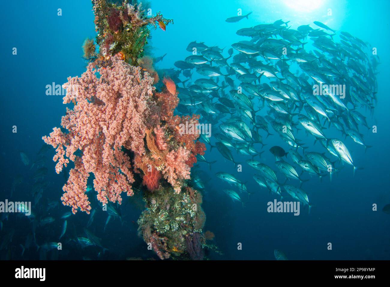 Eine Schule mit Großaugenjägern, Caranx sexfasciatus und weichen Korallen auf einem Teil des Liberty Wracks, Tulamben, Bali, Indonesien. Stockfoto