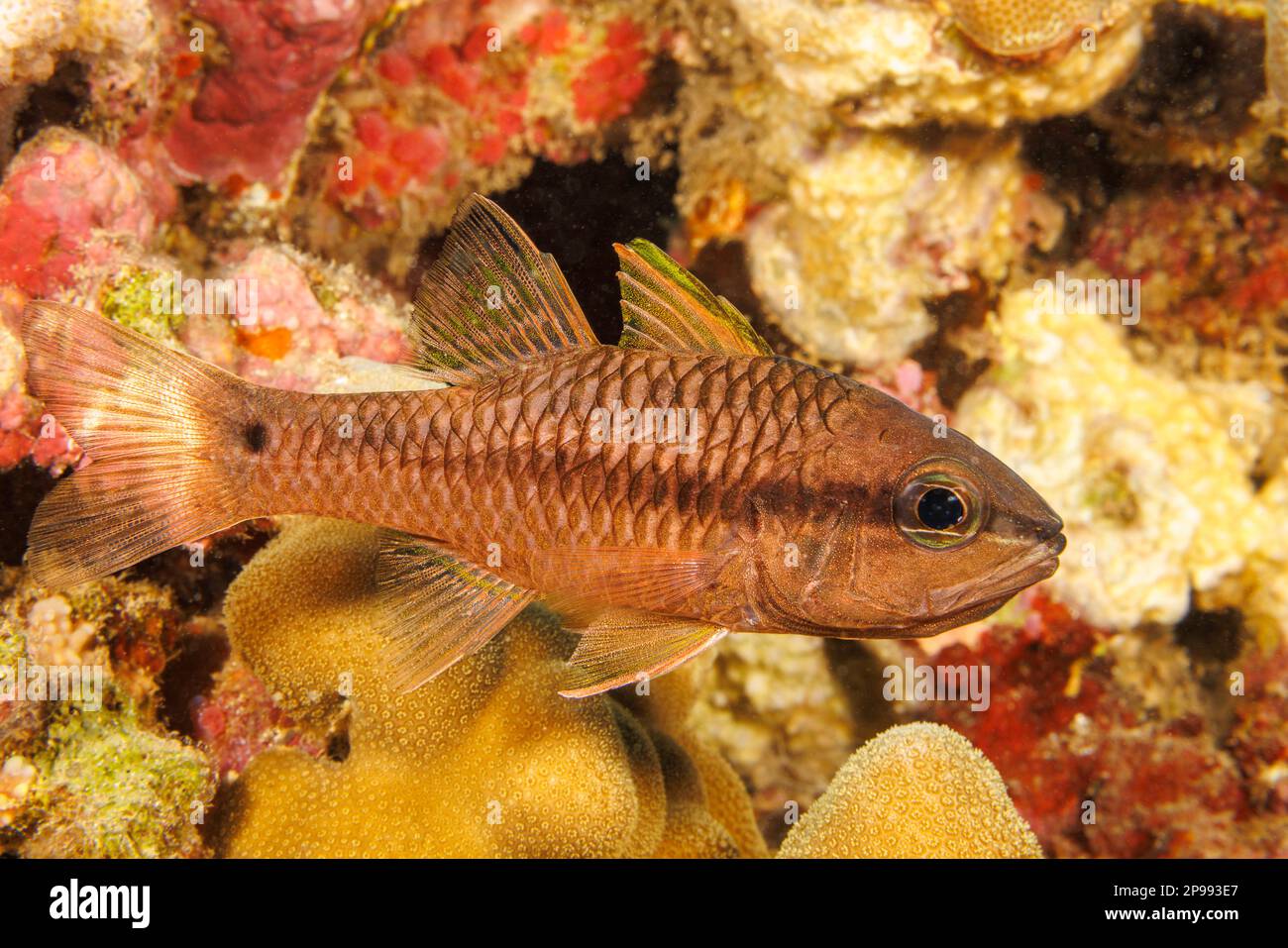 Das schillernde cardinalfish, Apogon kallopterus, erreicht 6 cm in der Länge und ist die häufigste dieser Familie auf Hawaii. Stockfoto