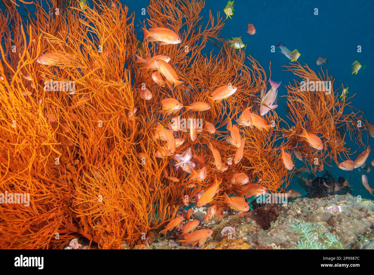 Mehrere männliche Skalefin-Anthias, Pseudanthias squamipinnis, beobachten einen Harem von Weibchen rund um einen Baum schwarzer Korallen, Antipathes dic Stockfoto