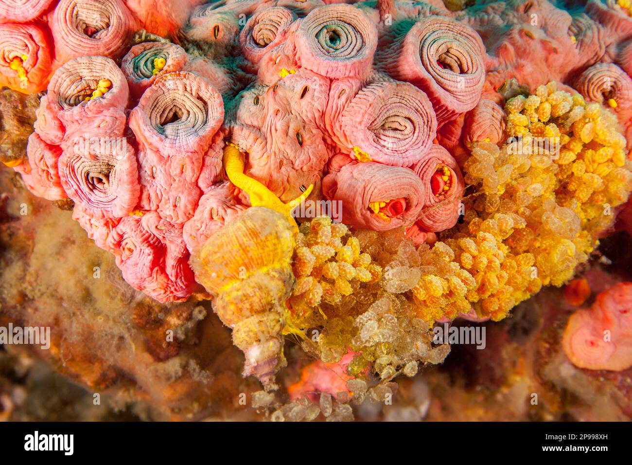 Diese goldene Wentletrap- oder Wentle-Trap-Muschel, Epitonium billeeanum, isst Orangenbecher-Korallen, Tubastrea-Coccinea, und hat viele seiner Eiermassen gelegt Stockfoto