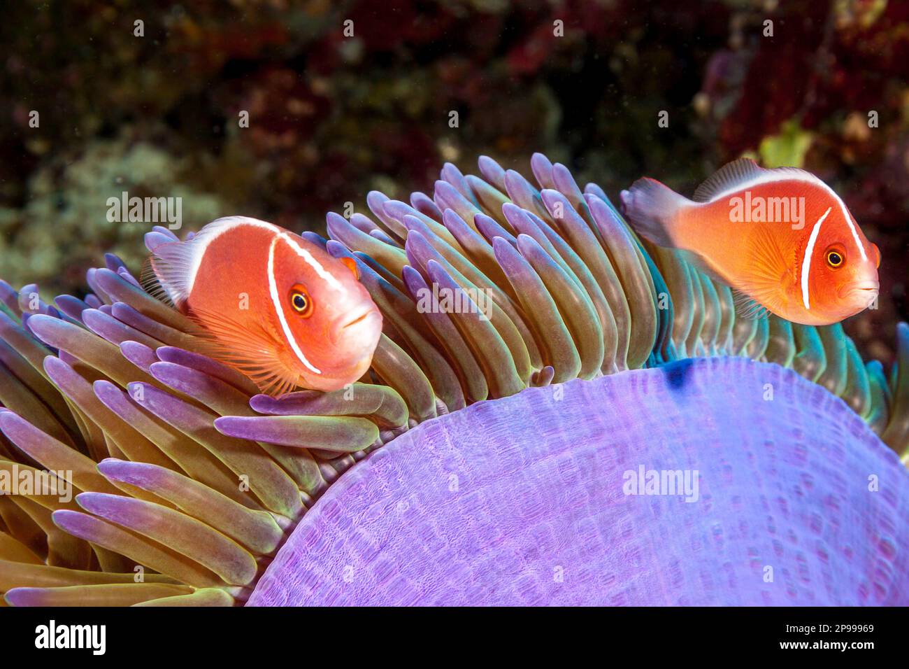 Dieser gewöhnliche Anemonfisch, Amphiprion perideraion, wird am häufigsten mit der Anemone Heteractis magna in Verbindung gebracht, wie hier abgebildet, Tubbataha Re Stockfoto