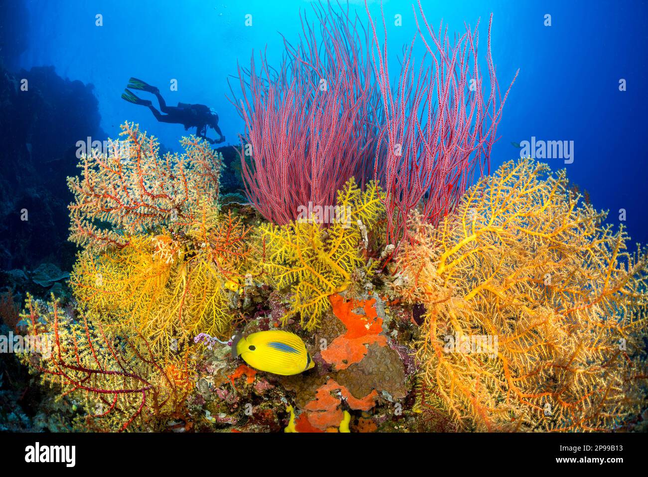 Taucher (MR) und ein Korallenkopf bedeckt mit Gorgonianhängern und einem blauen Fleckbutterfisch, Chaetodon plebeius, Fidschi. Stockfoto