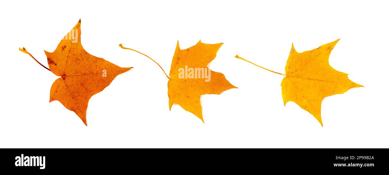 Herbstblatt-Set isoliert, farbige Herbstbäume, Rotorangefarbenes Laub, Herbstblatt-Sammlung auf weißem Hintergrund Stockfoto