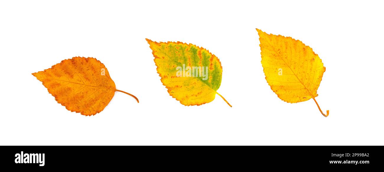 Herbstblatt-Set isoliert, farbige Herbstbäume, Rotorangefarbenes Laub, Herbstblatt-Sammlung auf weißem Hintergrund Stockfoto