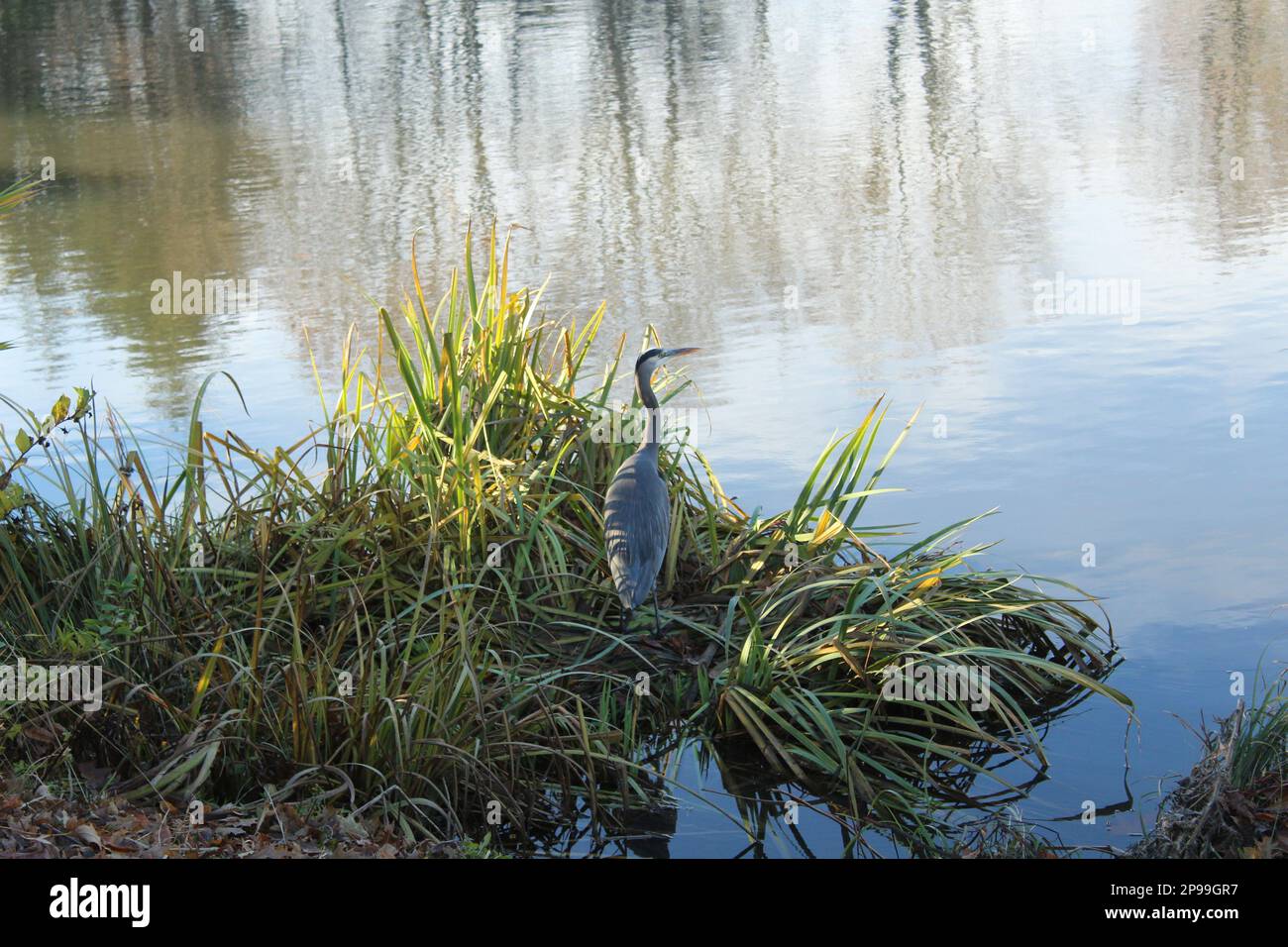 Blauer Reiher am See Stockfoto