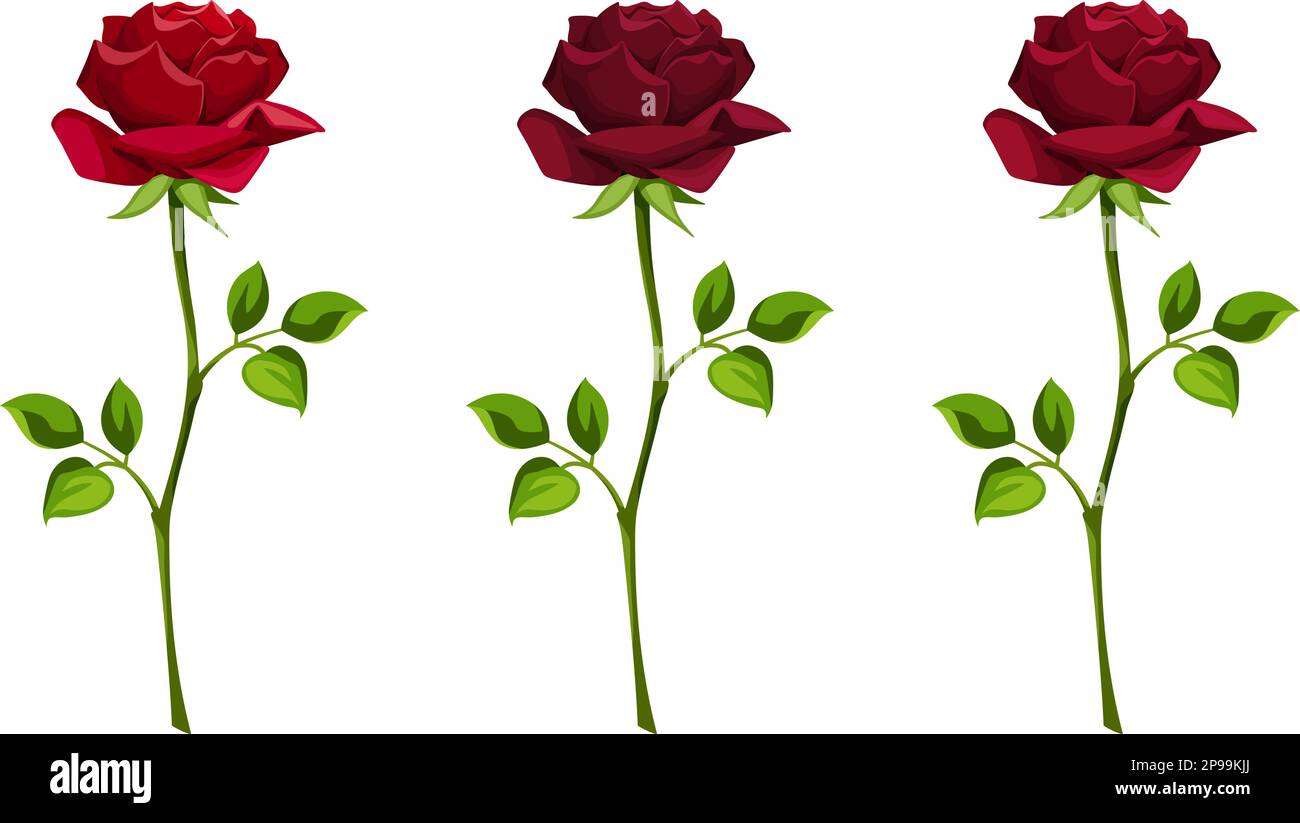 Rote Rosenblüten mit isolierten Stängeln auf weißem Hintergrund. Satz von Vektorabbildungen Stock Vektor