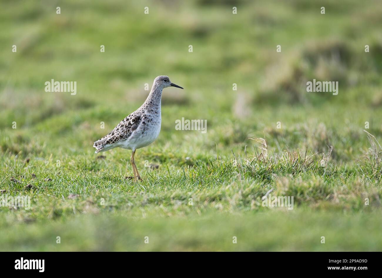 Ruff (Calidris pugnax) im Winterzubehör Stockfoto