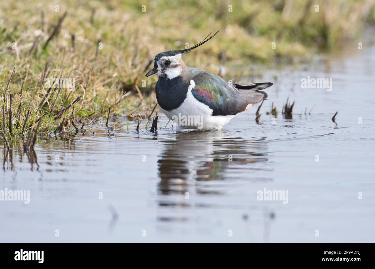 Sturz (Vanellus vanellus), männliche Futtersuche in einem flachen Becken auf Feuchtweiden Stockfoto