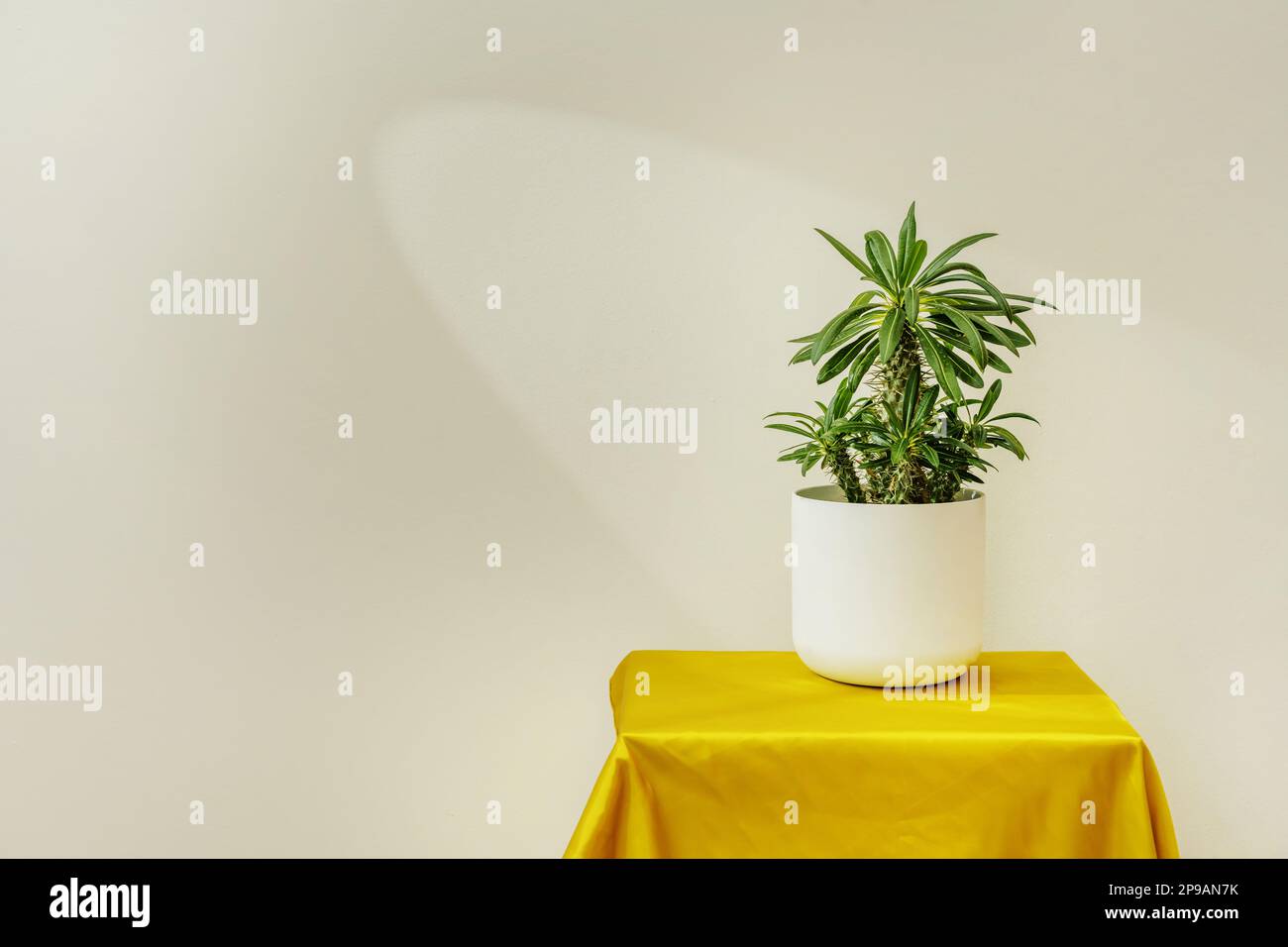 Ein weißer Blumentopf mit einer Palme mit Zinken auf einer Oberfläche mit gelbem Satingewebe Stockfoto