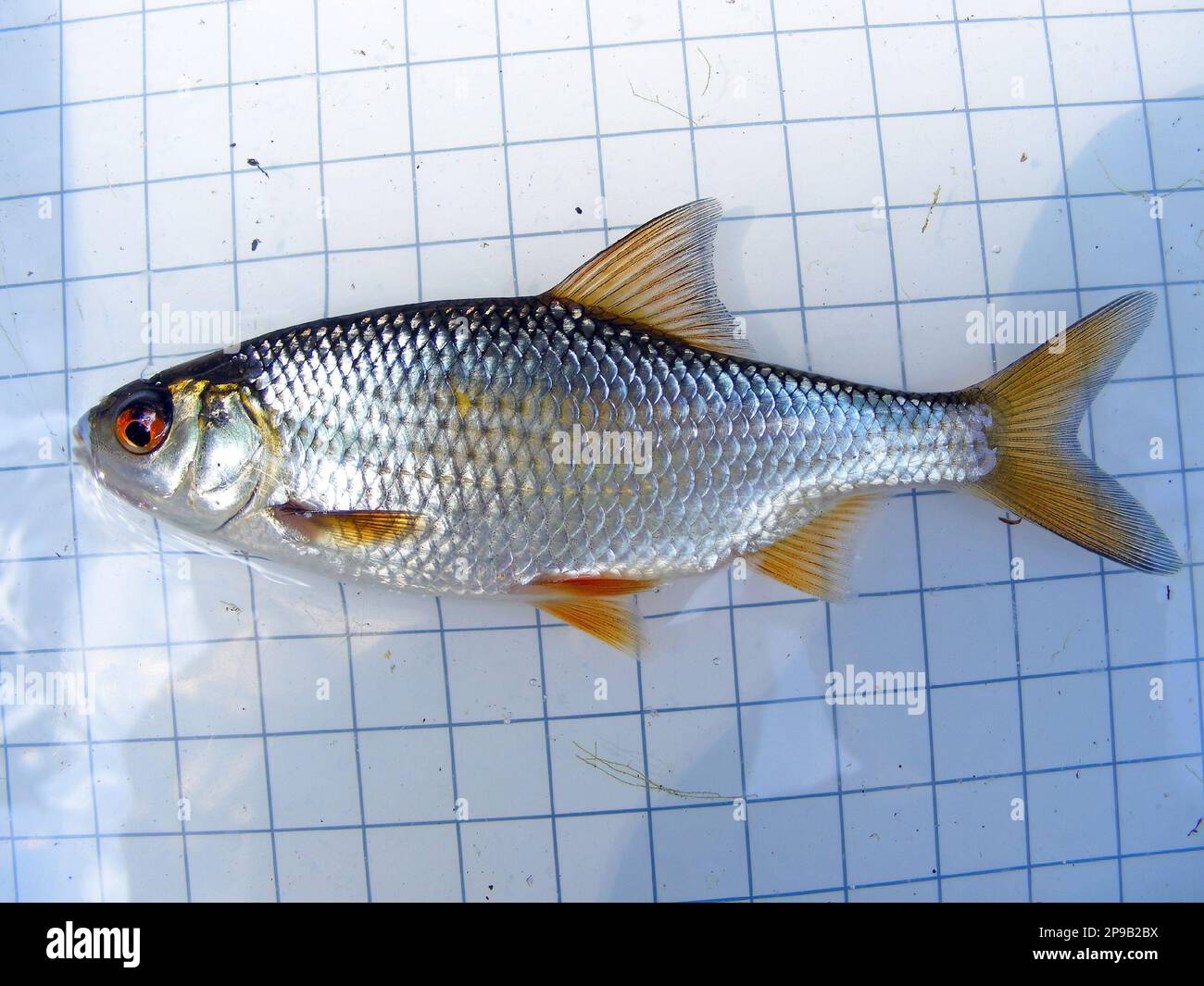 Die Kakerlake (Rutilus rutilus), auch bekannt als Gemeine Kakerlake, ist ein Süß- und Brackwasserfisch der Familie der Cyprinidae. Auf dem Ba Stockfoto