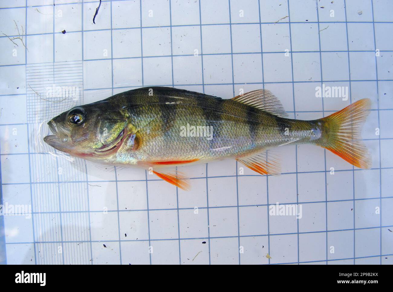 Europäischer Barsch (Perca fluviatilis), auch bekannt als gemeiner Barsch. Fish auf dem Hintergrund eines 5-mm-Messgitters. Ichthyologische Forschung. Stockfoto