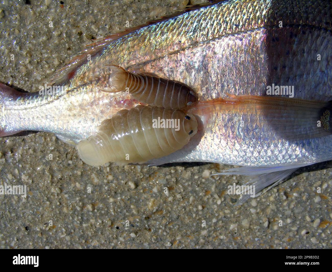 Die gemeine pandora (Pagellus erythrinus), ein Fisch der Familie der Seebrassen, Sparidae mit Parasiten Anilocra physodes, die seitlich am Körper befestigt sind. Stockfoto