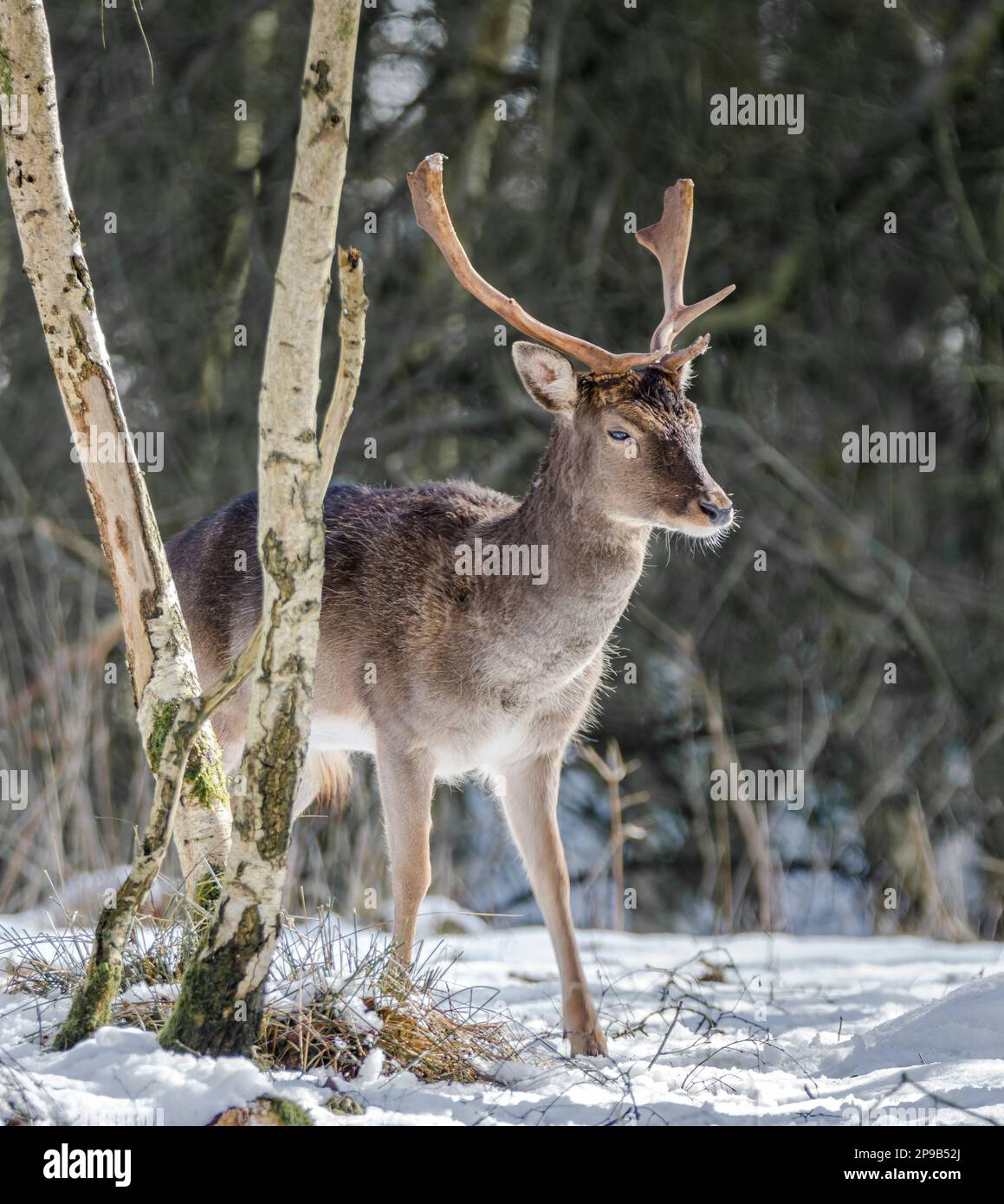 Ein junger brachliegender Buck im kalten Winterschnee, Großbritannien Stockfoto