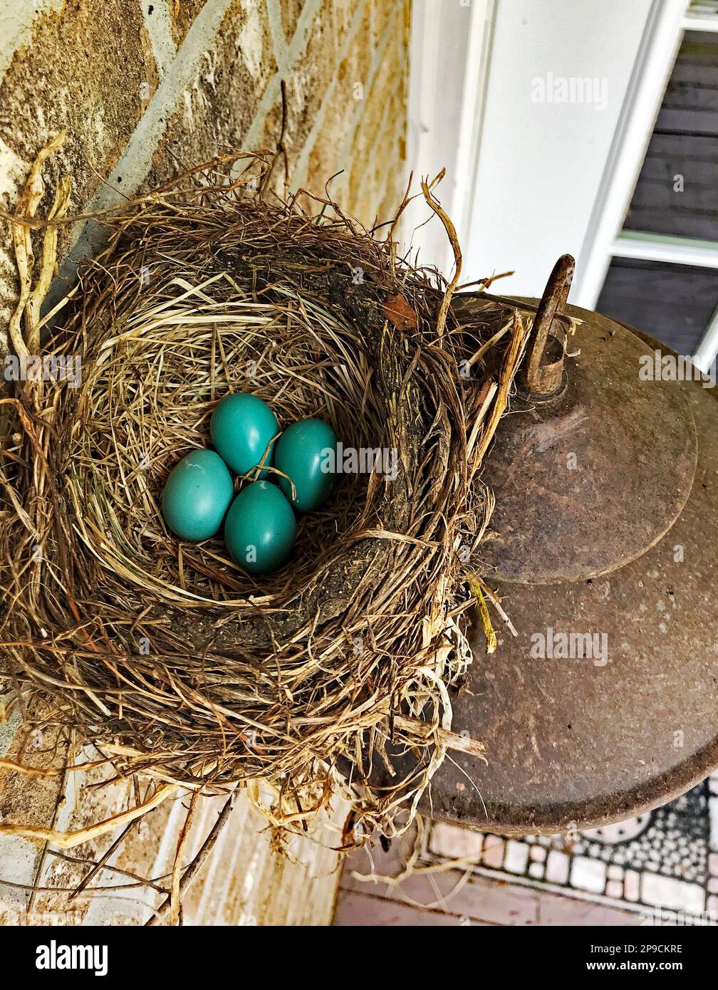 Ein Nest der Eier des Blauen Robins über einer Lichtvorrichtung. Stockfoto