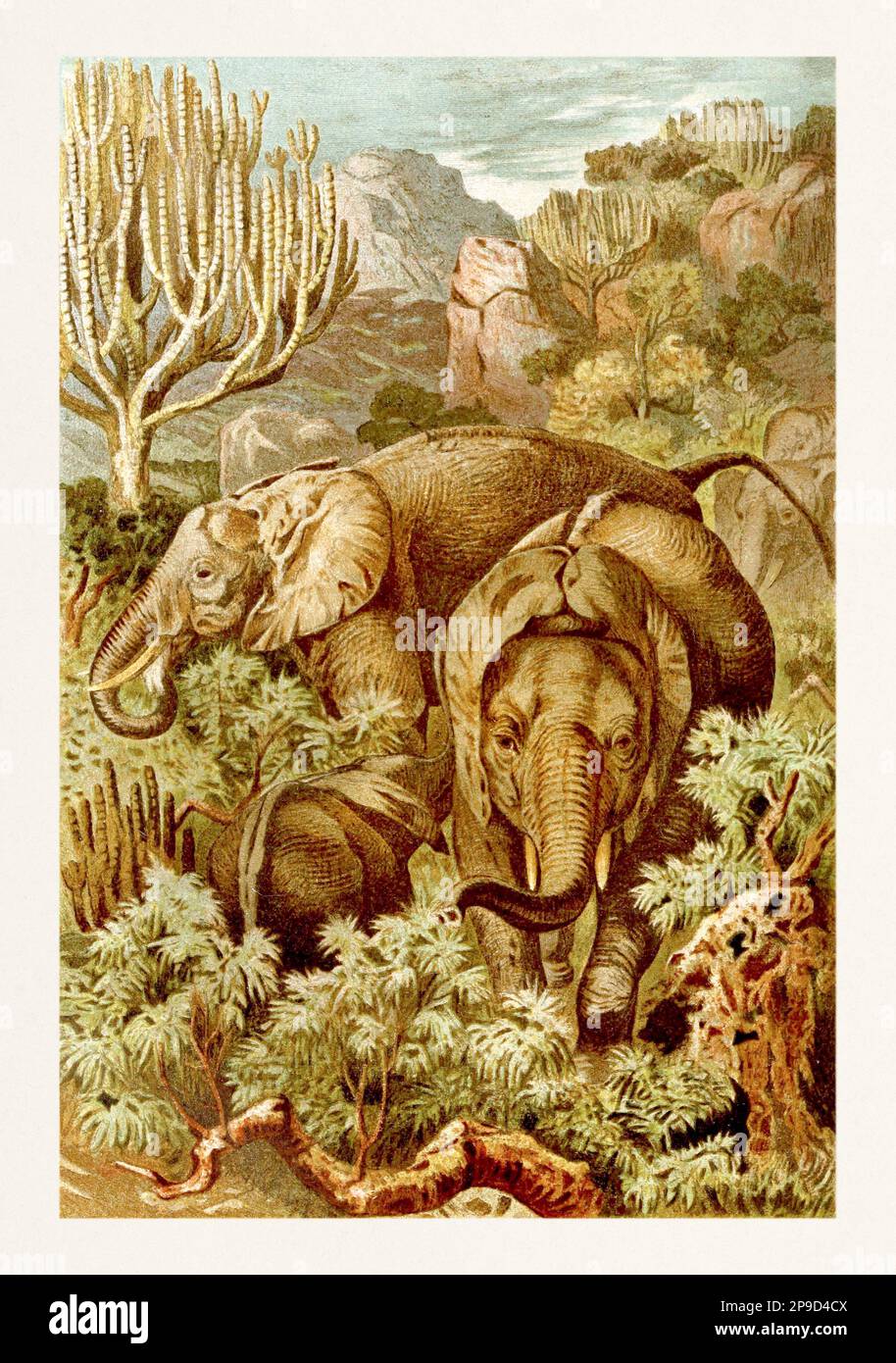Afrikanischer Elefant. Antikes Buchbild von Brehm, Alfred Edmund, 1829-1884 Stockfoto