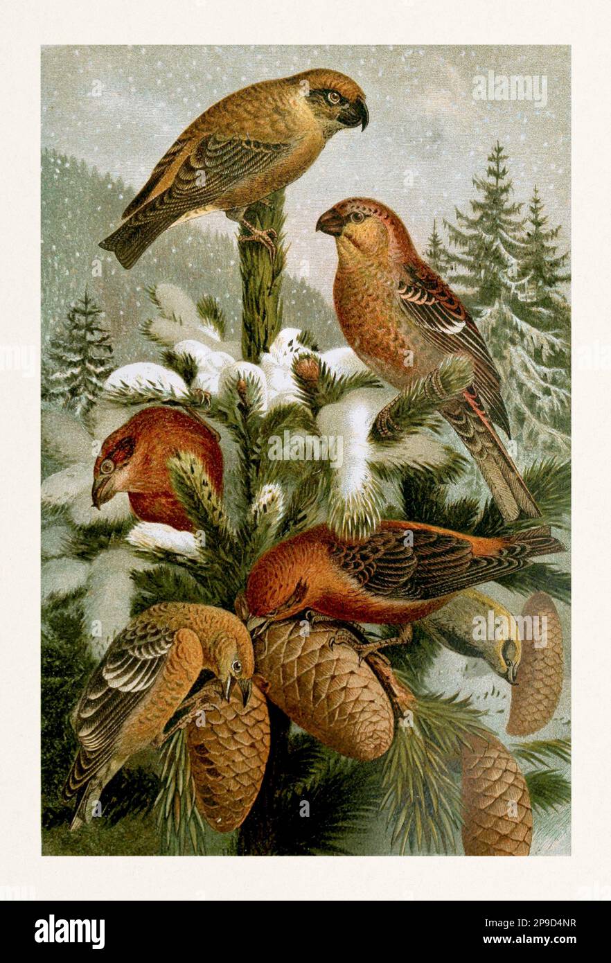 Hakenfinken und Kreuznoten. Wunderschönes Vogelgemälde. Antikes Buchbild von Brehm, Alfred Edmund, 1829-1884 Stockfoto