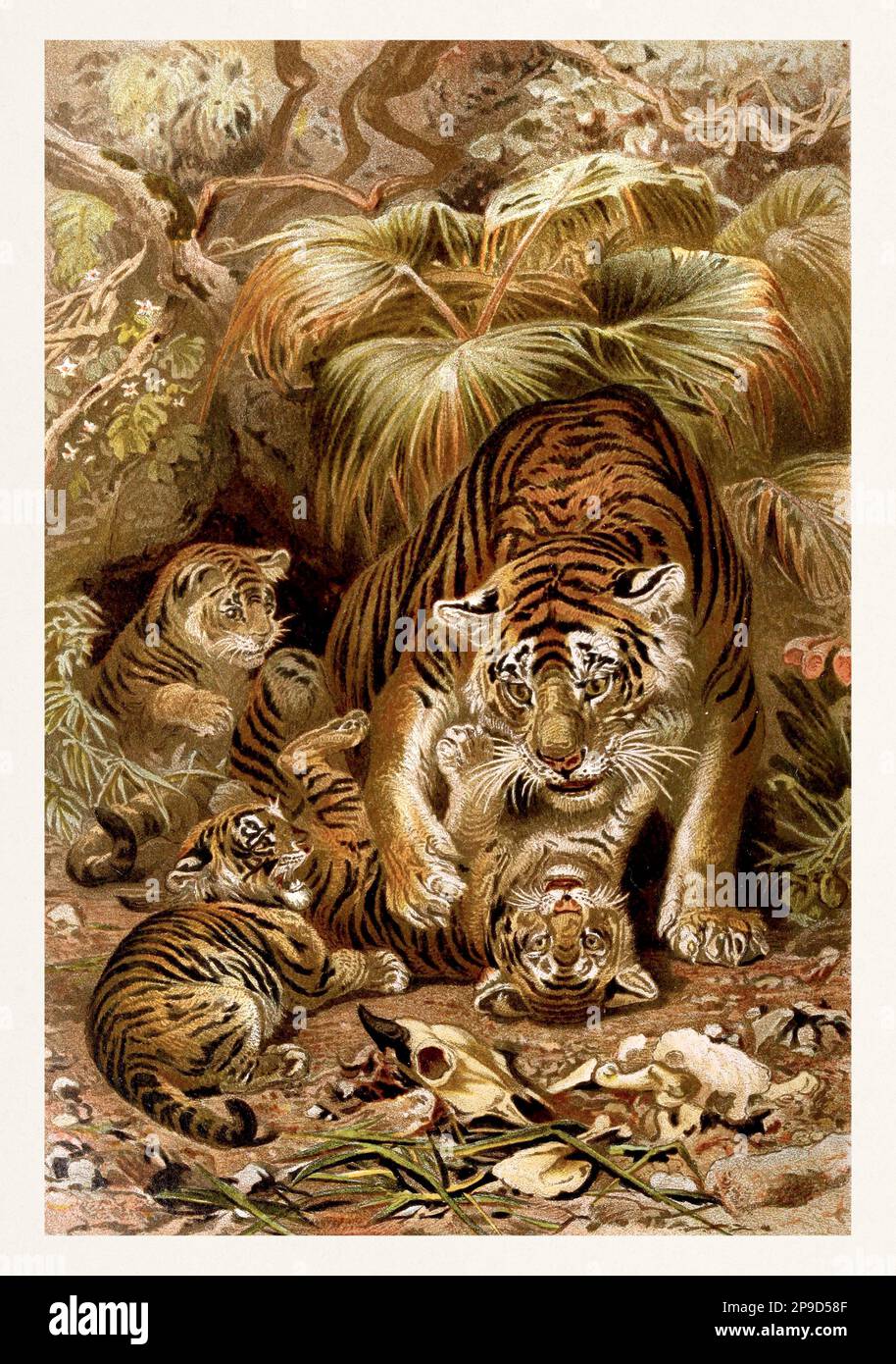 Tiger und Jungen. Antikes Buchbild von Brehm, Alfred Edmund, 1829-1884 Stockfoto