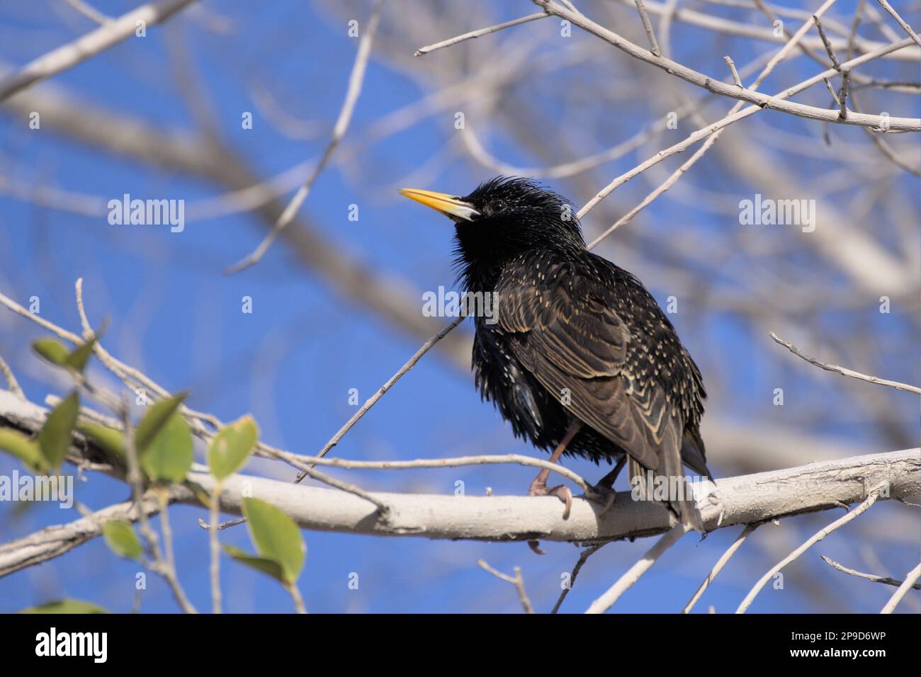 Europäischer Starkling (Gemeine Starken; Sturnus vulgaris), hoch oben in einem Ficusbaum Stockfoto