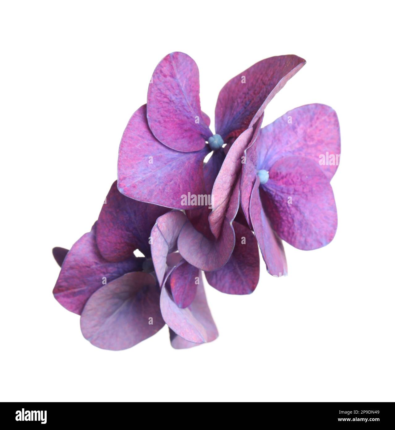 Wunderschöne violette Hortensien-Blumensträuße auf weißem Hintergrund Stockfoto
