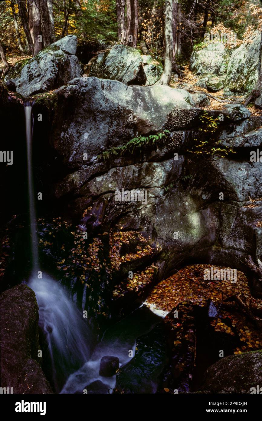 Ein kleiner Bach erzeugt einen schlanken Wasserfall, während er die farnbedeckten Felsen in einer Waldgrotte im Spätsommer hinuntergleitet Stockfoto