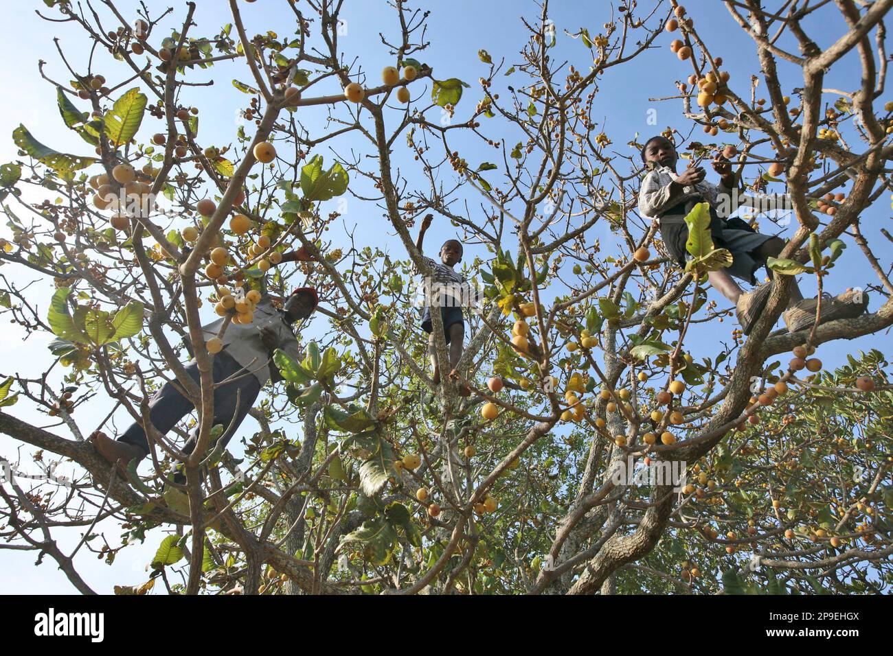 Children eat wild fruits while sitting in a tree in Murehwa Zimbabwe, about 120 kilometers (75 miles) north of Harare, Wednesday, Nov. 12, 2008. Jackals, baboons and goats also compete with villagers for roots and wild fruits according to witness accounts. The United Nations has forecast a full scale humanitarian crisis and estimates more than five million people, about half the population will need food aid by the beginning of next year. Zimbabwe's inflation, the highest in the world pegged at over 213 million percent has spiraled out of control at a time when health and education services ha Stockfoto