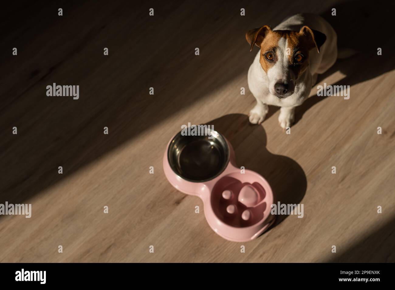 Eine Doppelschüssel für langsames Füttern und eine Schüssel Wasser für den Hund. Draufsicht eines Jack russell Terrier Hundes neben einem rosa Teller mit Trockenfutter auf einem Holz Stockfoto