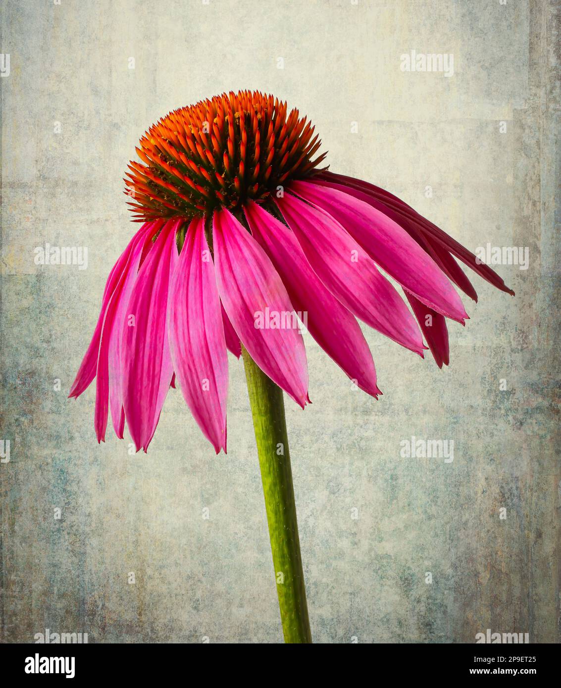 Schöne, Strukturierte Cornflower Stockfoto