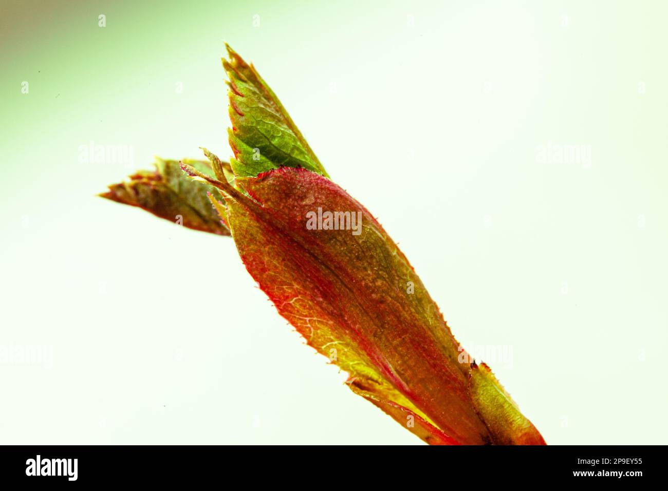 Neue Knospe, die im Frühling mit frischen Blättern geöffnet werden kann Stockfoto