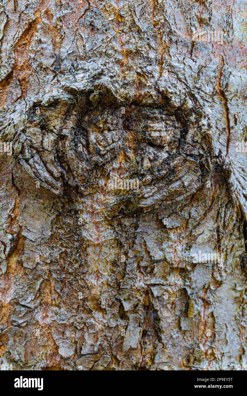 Die äußere Textur der Baumrinde mit grobem Gesichtsbild Stockfoto