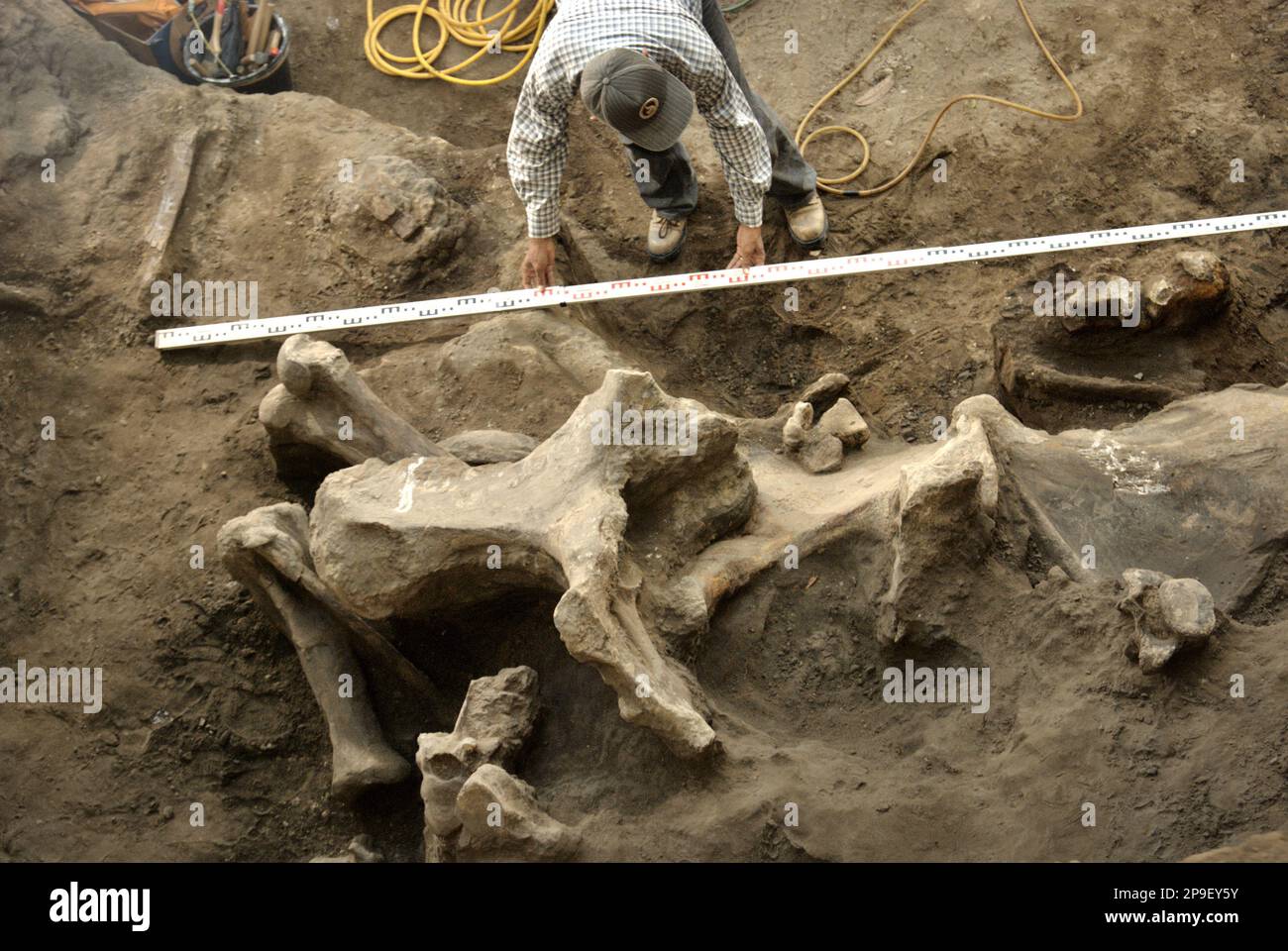 Der Paläontologe Iwan Kurniawan arbeitet an der Ausgrabungsstelle für versteinerte Knochen einer ausgestorbenen Elefantenart, die wissenschaftlich als Elephas hysudrindicus, oder allgemein als "Blora Elefant" bezeichnet wird, in Sunggun, Mendalem, Kradenan, Blora, Zentraljava, Indonesien. Das Team von Wissenschaftlern von Vertebrate Research (Geologische Agentur, indonesisches Ministerium für Energie und mineralische Ressourcen) unter der Leitung von Kurniawan selbst mit Fachroel Aziz entdeckte die Knochen der Spezies fast vollständig (etwa 90 Prozent vollständig), was es ihnen später ermöglichen würde, eine wissenschaftliche Rekonstruktion zu bauen, die in... Stockfoto