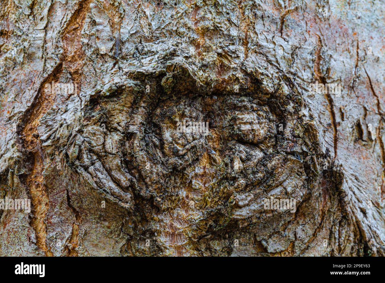 Die äußere Textur der Baumrinde mit grobem Gesichtsbild Stockfoto