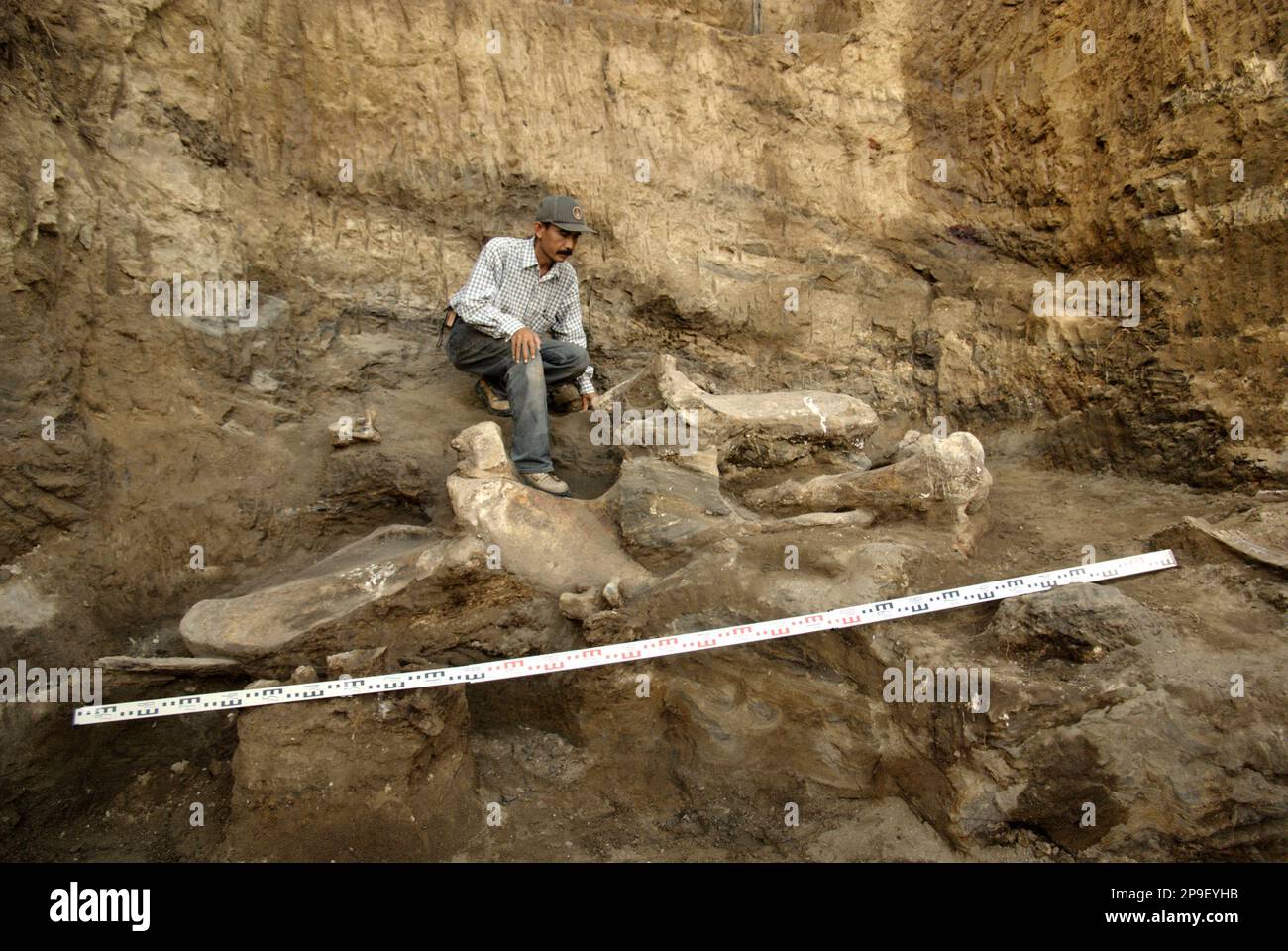 Der Paläontologe Iwan Kurniawan arbeitet an der Ausgrabungsstelle für versteinerte Knochen einer ausgestorbenen Elefantenart, die wissenschaftlich als Elephas hysudrindicus, oder allgemein als "Blora Elefant" bezeichnet wird, in Sunggun, Mendalem, Kradenan, Blora, Zentraljava, Indonesien. Das Team von Wissenschaftlern von Vertebrate Research (Geologische Agentur, indonesisches Ministerium für Energie und mineralische Ressourcen) unter der Leitung von Kurniawan selbst mit Fachroel Aziz entdeckte die Knochen der Spezies fast vollständig (etwa 90 Prozent vollständig), was es ihnen später ermöglichen würde, eine wissenschaftliche Rekonstruktion zu bauen, die in... Stockfoto
