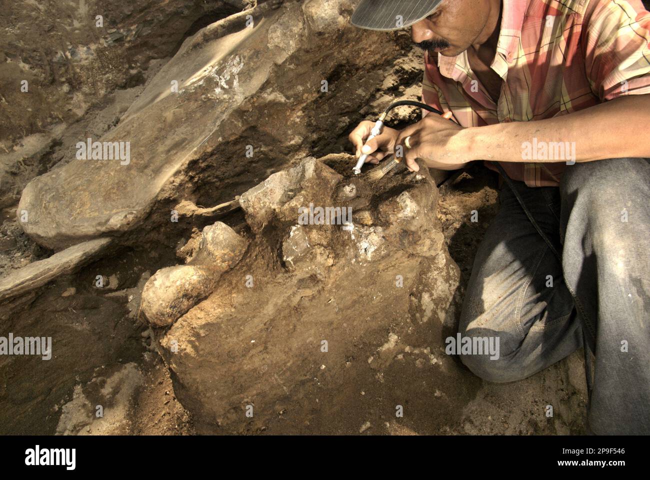 Paläontologe Iwan Kurniawan arbeitet an der Ausgrabung versteinerter Knochen einer ausgestorbenen Elefantenart, die wissenschaftlich als Elephas hysudrindicus, oder allgemein als Blora Elefant bezeichnet, identifiziert wurde, in Sunggun, Mendalem, Kradenan, Blora, Zentraljava, Indonesien. Das Team von Wissenschaftlern von Vertebrate Research (Geologische Agentur, indonesisches Ministerium für Energie und mineralische Ressourcen) unter der Leitung von Kurniawan selbst mit Fachroel Aziz entdeckte die Knochen der Spezies fast vollständig (etwa 90 Prozent vollständig), was es ihnen später ermöglichen würde, eine wissenschaftliche Rekonstruktion zu bauen, die in... Stockfoto