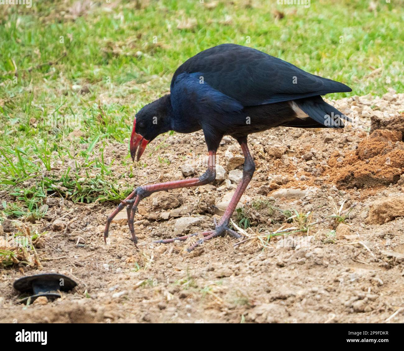 Ein Sumphus, der ein Bein hochhebt und lange Zehen auf dem Fuß vorne zeigt, Bird, Australien Stockfoto