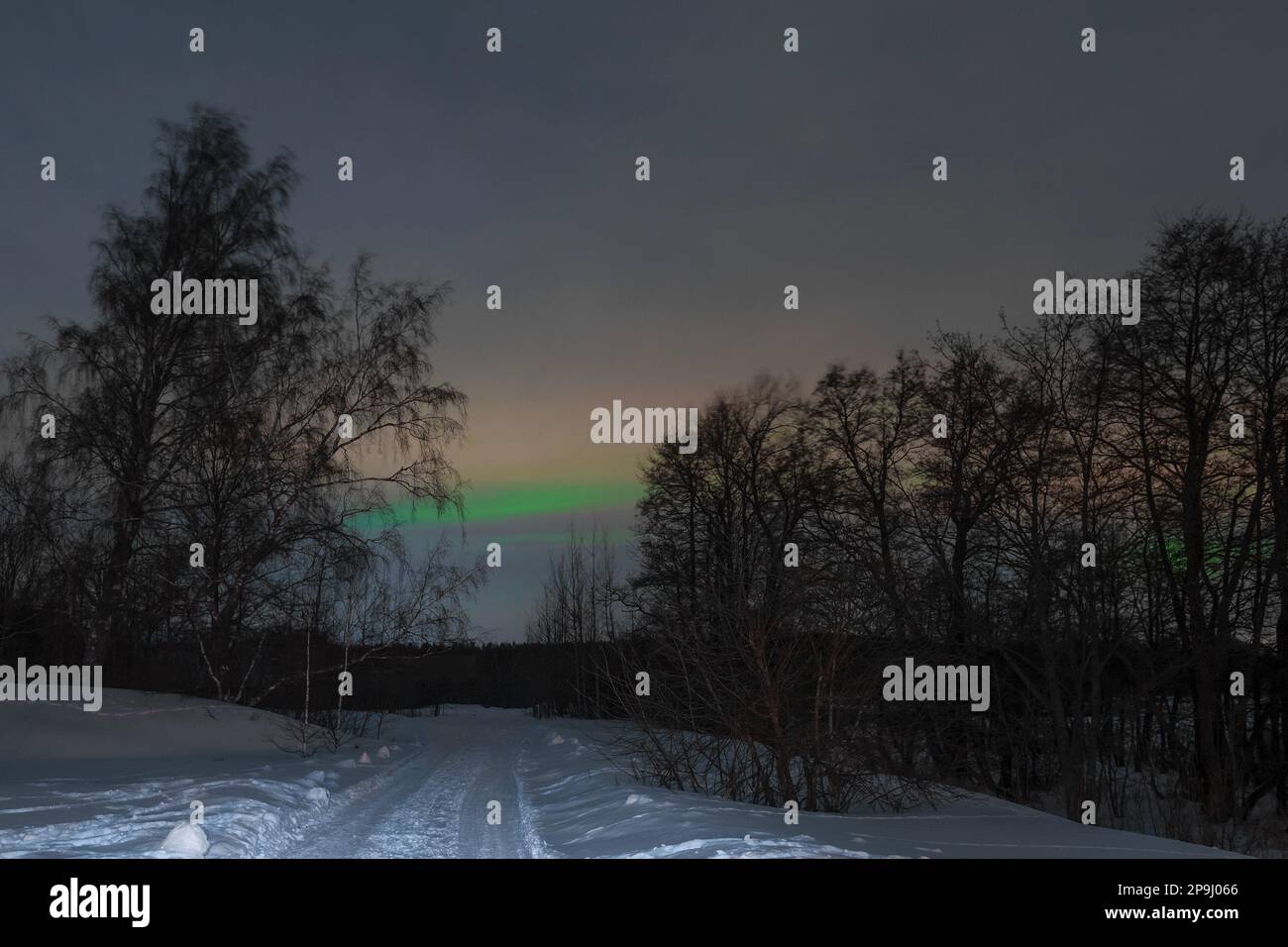 Grüner Streifen von aurora borealis über der Waldstraße am Abend des Februar. Vysotsk-Viertel. Region Leningrad, Russland Stockfoto