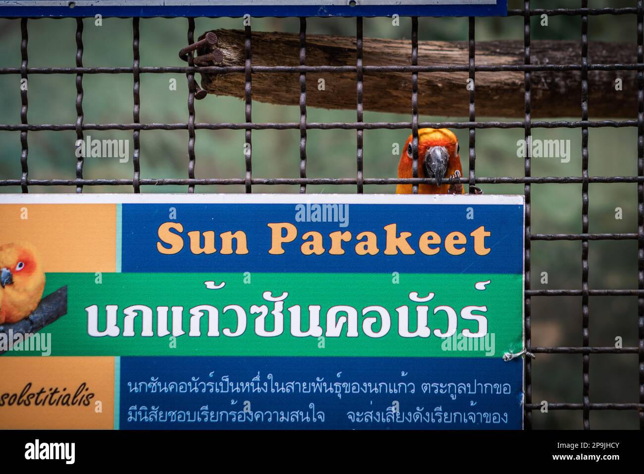 Bangkok, Thailand. 11. Aug. 2022. Ein Vogel versucht, seinen Kopf durch das Gitter seines Käfigs zu stecken, und vor ihm steht eine Tafel mit dem Namen seiner Spezies, die sich auf die Sonne bezieht, im Pata Zoo in Bangkok. Die schlechten Lebensbedingungen der Tiere im Pata Zoo im 7. Stock des Kaufhauses Pata Pinklao. (Kreditbild: © Nathalie Jamois/SOPA Images via ZUMA Press Wire) NUR REDAKTIONELLE VERWENDUNG! Nicht für den kommerziellen GEBRAUCH! Stockfoto