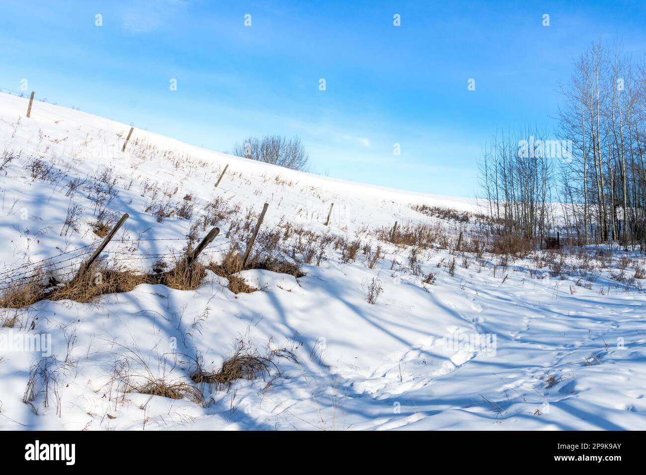 Feldrand mit Stachelzaun und blauem Himmelshintergrund in der Wintersaison Stockfoto