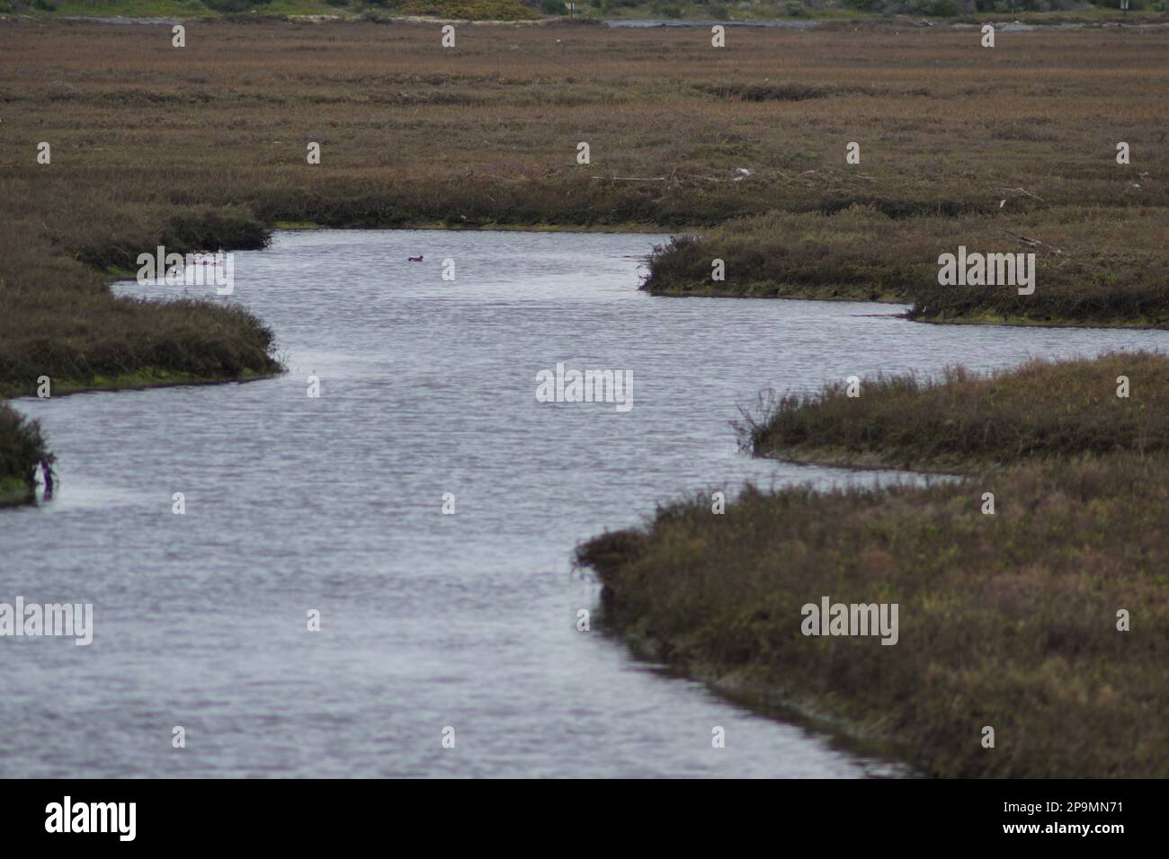 Sweetwater Marsh, National City, Kalifornien Stockfoto