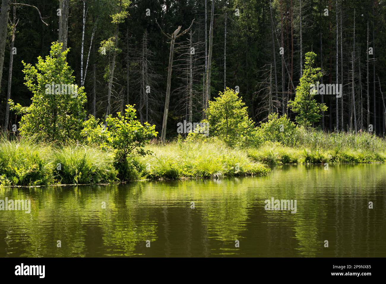 Ein kleiner See in einem Fichtenwald, der am Ufer von Baumstämmen mit getrockneten Bäumen umgeben ist. Stockfoto