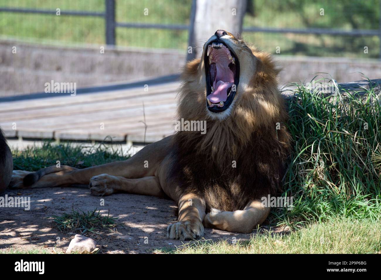 11. März 2023, Sydney, New South Wales, Australien: Männlicher afrikanischer Löwe (Panthera leo) beim Gähnen im Zoo von Sydney in Sydney, New South Wales, Australien. Afrikanische Löwen sind goldbraun oder tawny-braun und haben große, gepolsterte Füße und einziehbare Krallen. Der männliche Löwe hat eine Mähne, die ihn größer aussehen lässt als seine eigentliche Größe und schützt seinen Hals vor Krallen und Zähnen anderer Tiere. Löwen sind durch Überbevölkerung, Wilderei, Verlust von Lebensräumen und Krankheit bedroht. Laut einer 2020 durchgeführten Umfrage sind rund 20 000 Löwen auf der Welt übrig und rund 2.000 Löwen sind in Gefangenschaft um die Stockfoto