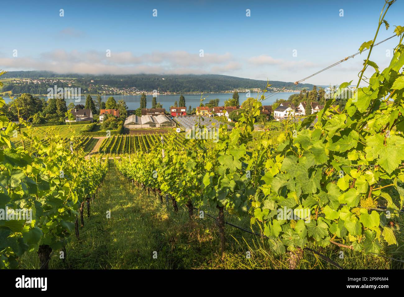 Reichenau, Weinberge und Gewächshäuser mit Blick auf den Bodensee, Baden-Württemberg, Deutschland Stockfoto
