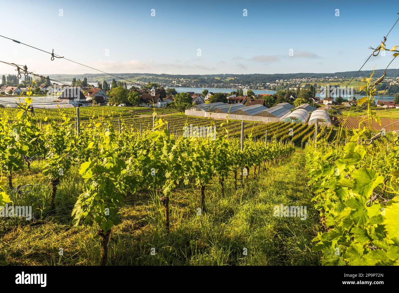 Reichenau, Weinberge und Gewächshäuser mit Blick auf den Bodensee, Baden-Württemberg, Deutschland Stockfoto