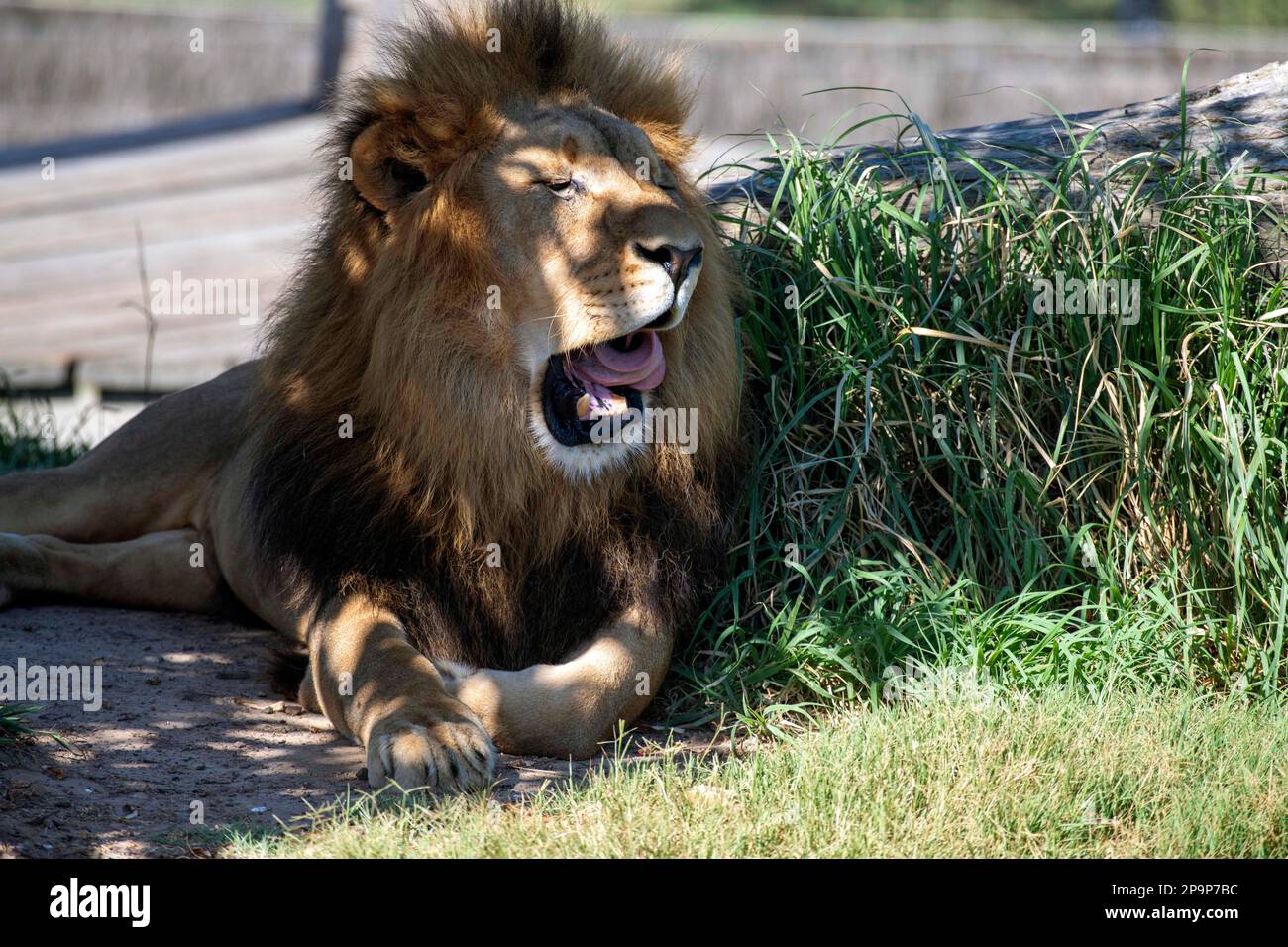 Sydney, New South Wales, Australien. 11. März 2023. Männlicher afrikanischer Löwe (Panthera leo) im Zoo von Sydney in Sydney, New South Wales, Australien. Afrikanische Löwen sind goldbraun oder tawny-braun und haben große, gepolsterte Füße und einziehbare Krallen. Der männliche Löwe hat eine Mähne, die ihn größer aussehen lässt als seine eigentliche Größe und schützt seinen Hals vor Krallen und Zähnen anderer Tiere. Löwen sind durch Überbevölkerung, Wilderei, Verlust von Lebensräumen und Krankheit bedroht. Laut einer 2020 durchgeführten Umfrage sind weltweit rund 20 000 Löwen übrig und rund 2.000 Löwen in Gefangenschaft. Stockfoto