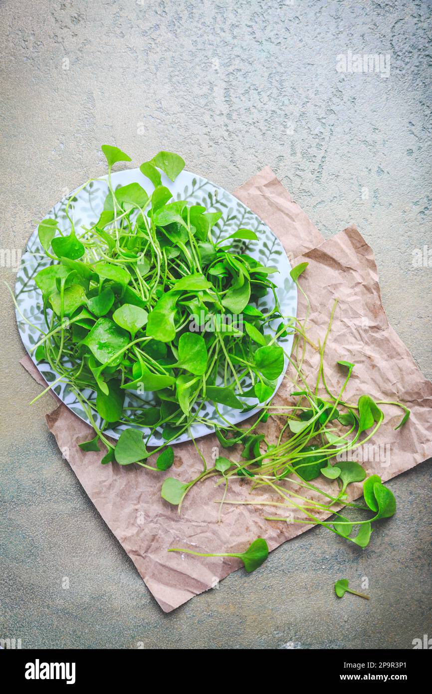 Winter Purslane - Indischer Salat, gesundes grünes Gemüse für rohe Salate und Kochen. Claytonia perfoliata Stockfoto