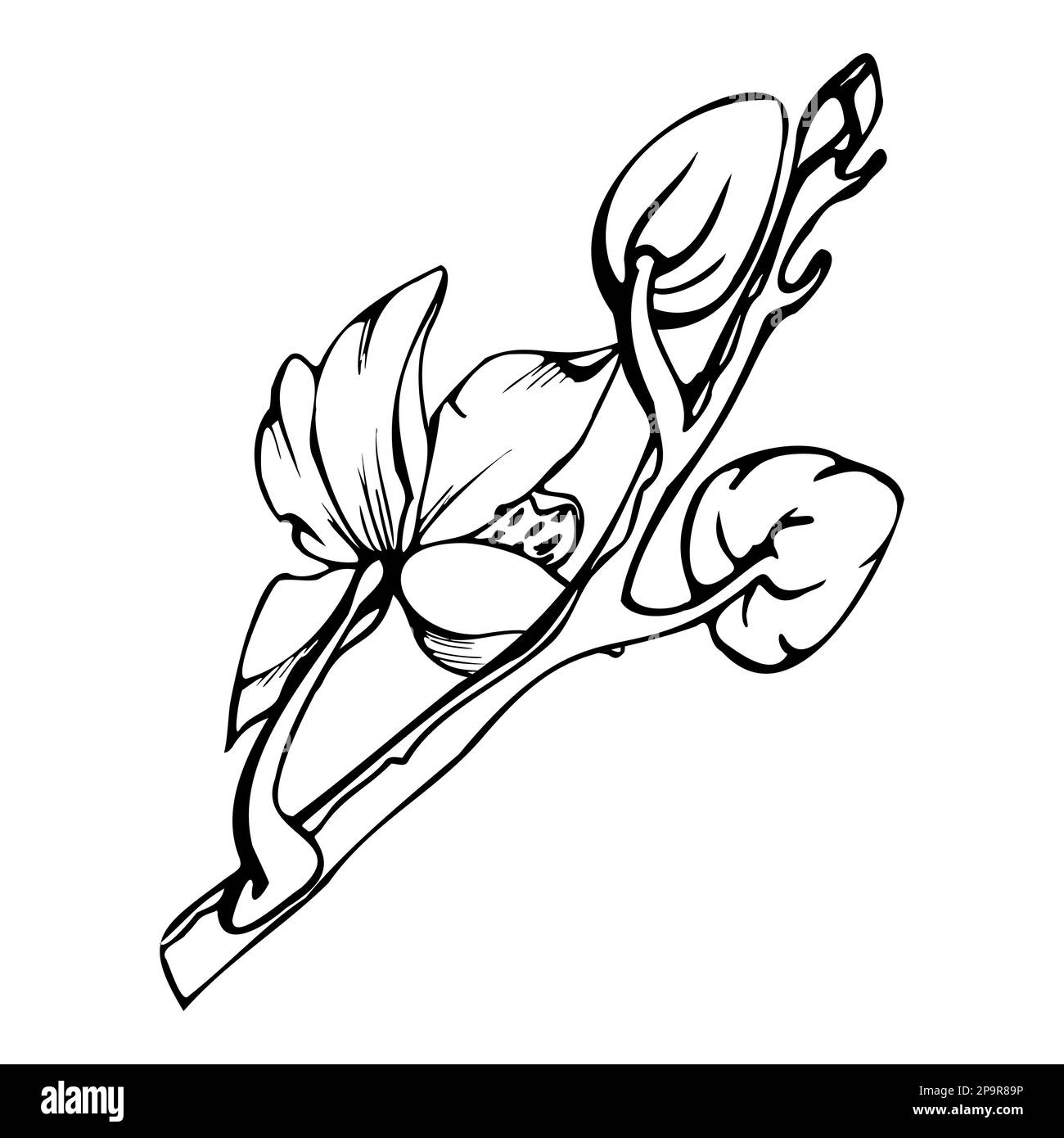 Handgezeichnete Vektorfarbe Orchideenblumen, Stiele, Blätter, monochrom, detaillierter Umriss. Komposition mit Verzweigungen. Isoliert auf weißem Hintergrund. Design für Stock Vektor